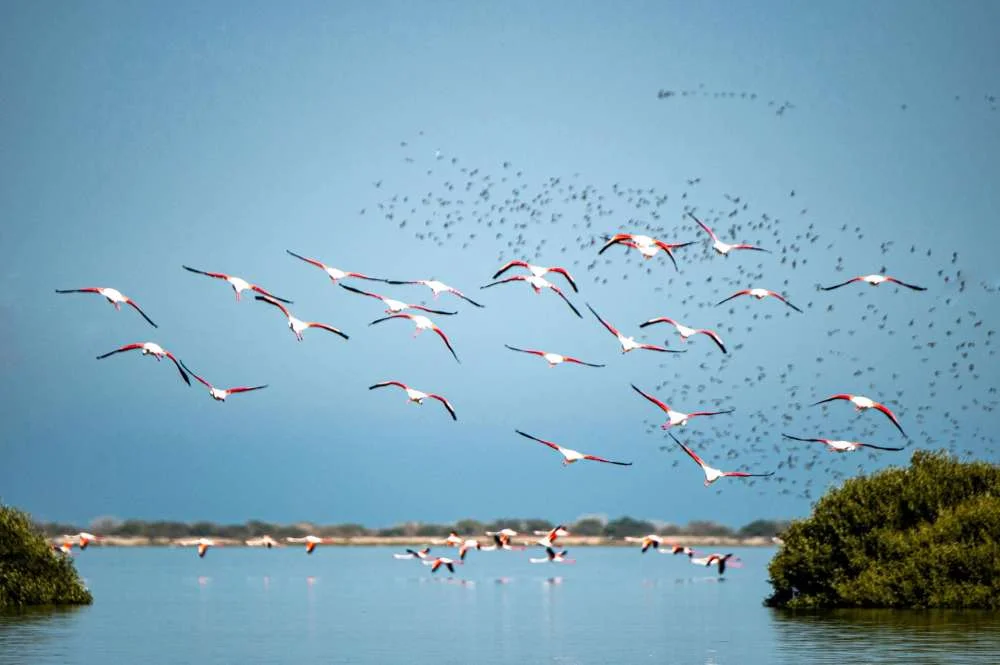 Umm Al-Quwain- Bird Watchers Paradise